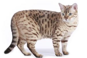 expensive-cat-breeds2-lg