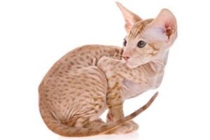 expensive-cat-breeds4-lg