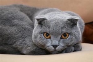 expensive-cat-breeds5-lg