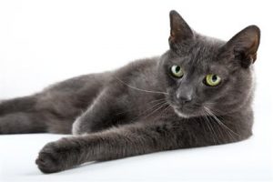 expensive-cat-breeds6-lg
