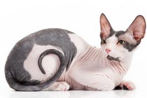 expensive-cat-breeds7-lg